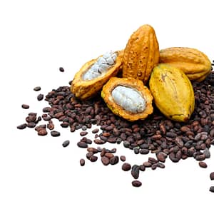 Cacao with white BG