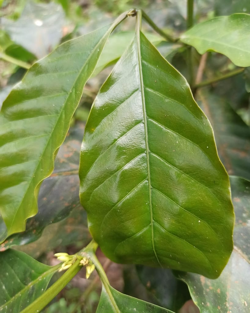 Selva ecuatoriana